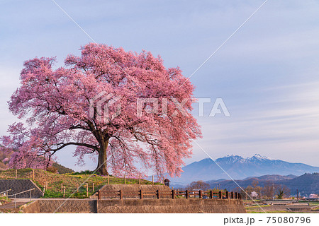 【山梨県】わに塚の桜(わにづかのさくら) 【山梨県】わに塚の桜(わにづかのさくら) 75080796