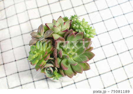 mix red and green echeveria succulent plants pot arrangement bouquet 75081189