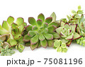 Mix of green and red sedum echeveria succulent plants arrangement on white background 75081196