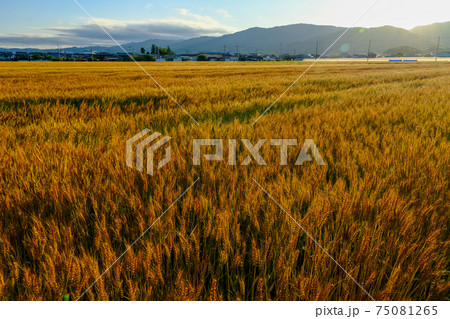 朝日あびる麦畑（奈良県桜井市） 75081265