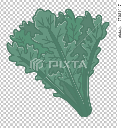 春菊のイラストのイラスト素材