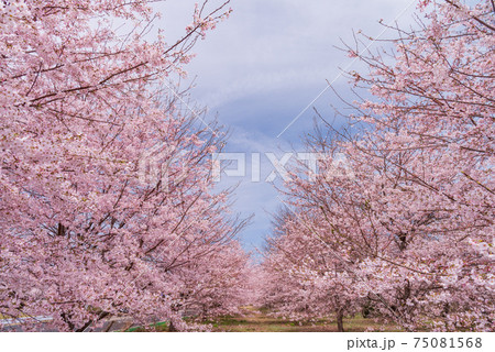 【山梨県】穴山さくら公園の桜 75081568