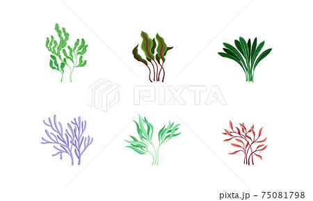Underwater Seaweeds or Algae Growing on the Ocean Bottom Vector Set Underwater Seaweeds or Algae Growing on the Ocean Bottom Vector Set 75081798