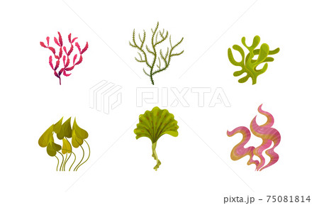 Seaweeds or Plants and Aquatic Marine Algae Vector Set Seaweeds or Plants and Aquatic Marine Algae Vector Set 75081814