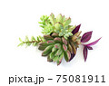 Mix of green and red succulent flowering plant centerpiece arrangement  75081911