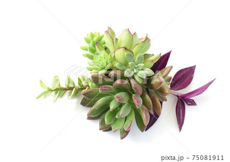 Mix of green and red succulent flowering plant centerpiece arrangement  75081911