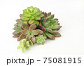 Mix of green and red succulent flowering plant centerpiece arrangement  75081915