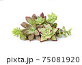 Mix of green and red sedum echeveria succulent plants centerpiece arrangement 75081920