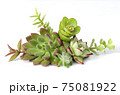 Mix of green and red succulent flowering plant centerpiece arrangement 75081922