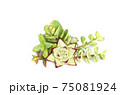Green with red margin succulent plants arrangement on white background 75081924
