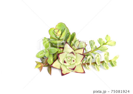 Green with red margin succulent plants arrangement on white background 75081924