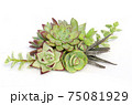 Mix of green and red succulent flowering plant centerpiece arrangement on white background 75081929