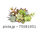 Mix of green and red succulent flowering plant arrangement on white background 75081931