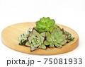 Green with red margin succulent flowering plants arrangement on wooden board 75081933