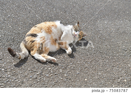 庭でくつろぐ三毛猫(11歳) 庭でくつろぐ三毛猫(11歳) 75083787