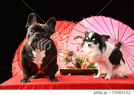 お正月セットでポーズをとるチワワとフレンチブルドッグ 75084152