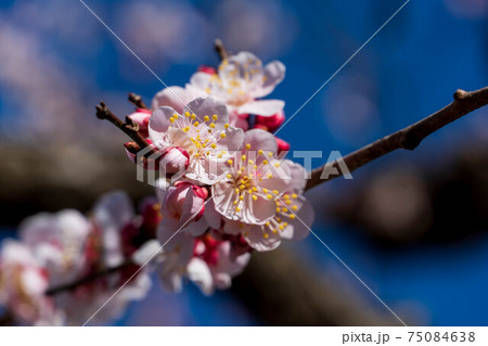 岩本山公園の梅園 岩本山公園の梅園 75084638