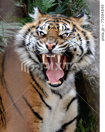 威嚇・スマトラトラ 75084840