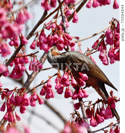 寒緋桜満開・ヒヨドリとカンヒザクラ 寒緋桜満開・ヒヨドリとカンヒザクラ 75084844