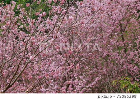 須崎の桑田山の雪割桜 75085299