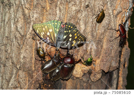 オオムラサキ 75085610