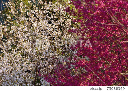 桜 さくら サクラ 75086369