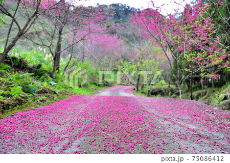 桜 さくら サクラ 75086412
