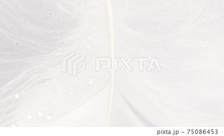 Feather banner. Multicoloured pastel angel feather closeup texture on white background in macro photography. Glamorous sophisticated airy artistic image on soft blurred background. Feather banner. Multicoloured pastel angel feather closeup texture on white background in macro photography. Glamorous sophisticated airy artistic image on soft blurred background. 75086453
