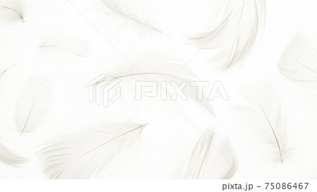 Feather air pattern. Multicoloured pastel angel feather closeup texture on white background in macro photography, soft focus. Concept of sensitivity responsiveness to nature. Feather air pattern. Multicoloured pastel angel feather closeup texture on white background in macro photography, soft focus. Concept of sensitivity responsiveness to nature. 75086467