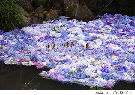 天引観音の水中花あじさいとマガモ 天引観音の水中花あじさいとマガモ 75086616