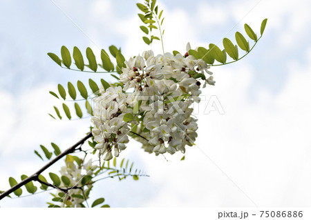 兵庫県三田市の山林に咲いているニセアカシアの花の写真素材