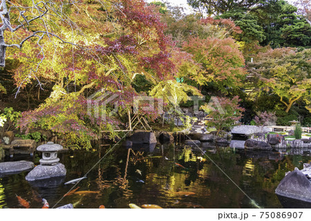 鎌倉・長谷寺　放生池と紅葉　夜間特別ライトアップ 75086907