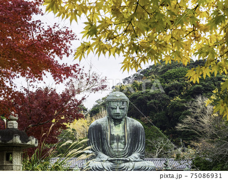鎌倉・高徳院 鎌倉大仏と紅葉 鎌倉・高徳院 鎌倉大仏と紅葉 75086931