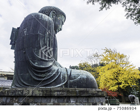 鎌倉・高徳院　鎌倉大仏と紅葉 75086934