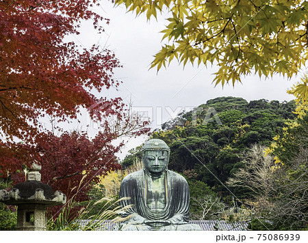 鎌倉・高徳院 鎌倉大仏と紅葉 鎌倉・高徳院 鎌倉大仏と紅葉 75086939
