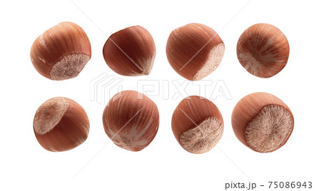 A set of ripe hazelnuts. Isolated on a white background A set of ripe hazelnuts. Isolated on a white background 75086943