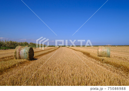 Stacked packages of straw in a stubble field. 75086988