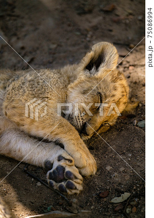 lion cubs cuddling 75086994