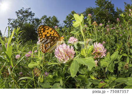 ウラギンヒョウモン ウラギンヒョウモン 75087357