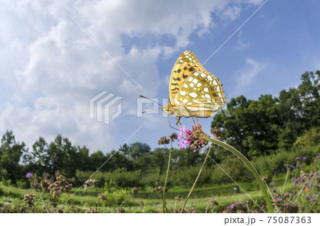 ウラギンヒョウモン 75087363