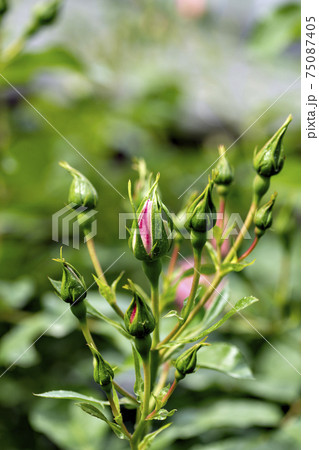 庭で栽培している赤い薔薇の蕾 75087405