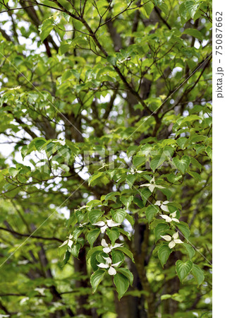 兵庫県三田市有馬富士公園のヤマボウシの花 75087662