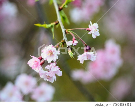 長谷寺の枝垂れ桜 長谷寺の枝垂れ桜 75088301