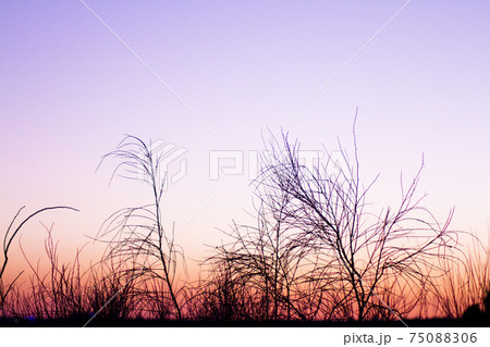 Sunset landscape with tree branches in silhouettes Sunset landscape with tree branches in silhouettes 75088306
