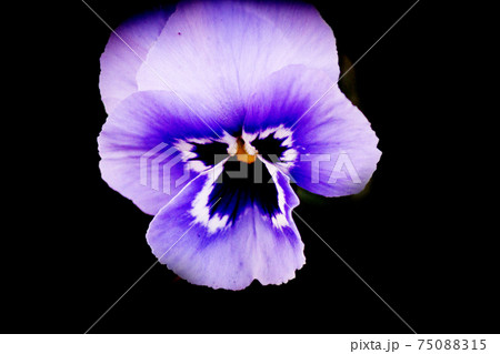 Purple pansy flower planted in the field Purple pansy flower planted in the field 75088315