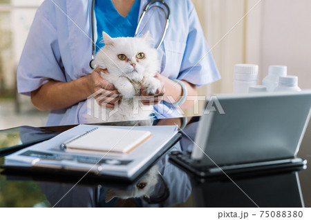Doctor Veterinary with a three color cat on arms. medical equipment Doctor Veterinary with a three color cat on arms. medical equipment 75088380