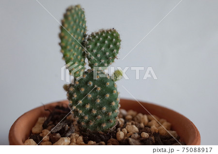 ロバの耳 75088917