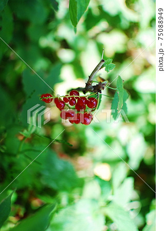 おいしそうな赤い実 75088949