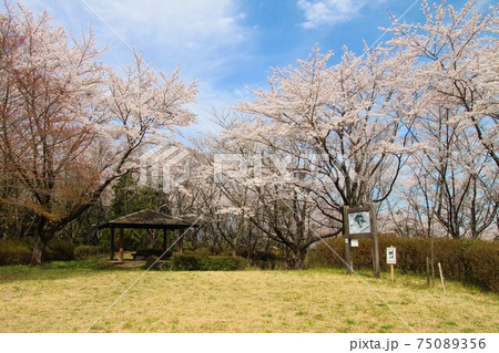 長命館公園（長命館跡）の桜　　宮城県仙台市泉区加茂 75089356