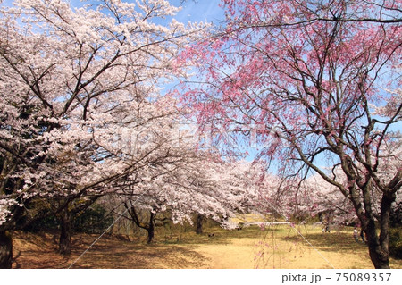 長命館公園（長命館跡）の桜　　宮城県仙台市泉区加茂 75089357